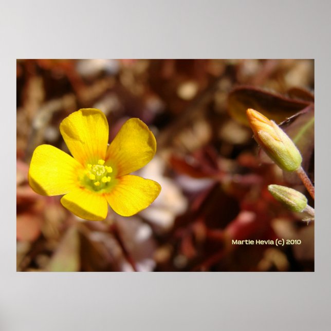 Red Klöver Flower Poster (Framsidan)