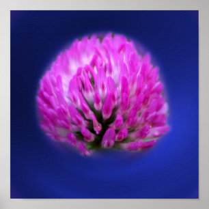 Red Klöver Wildblomma Poster