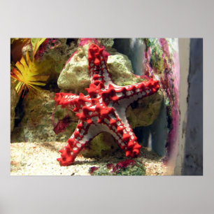Red Knobbed Starfish - Otrovärdig Shot Poster