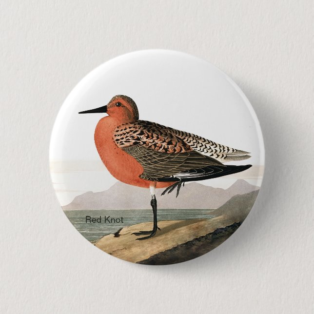 Red Knot by Audubon, Sandpiper Fågelskådare, Bird Knapp (Framsida)