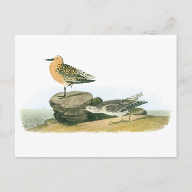 Red Knot by Audubon Vykort (Framsida)