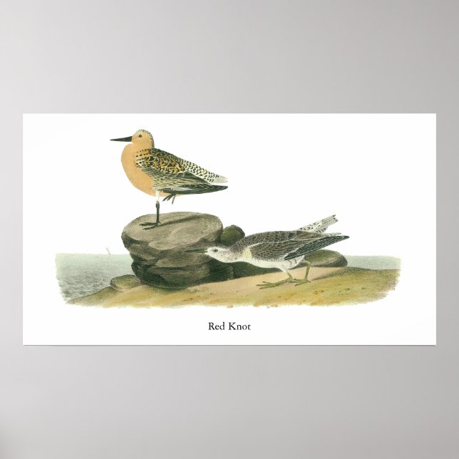 Red Knot, John Audubon Poster (Framsidan)