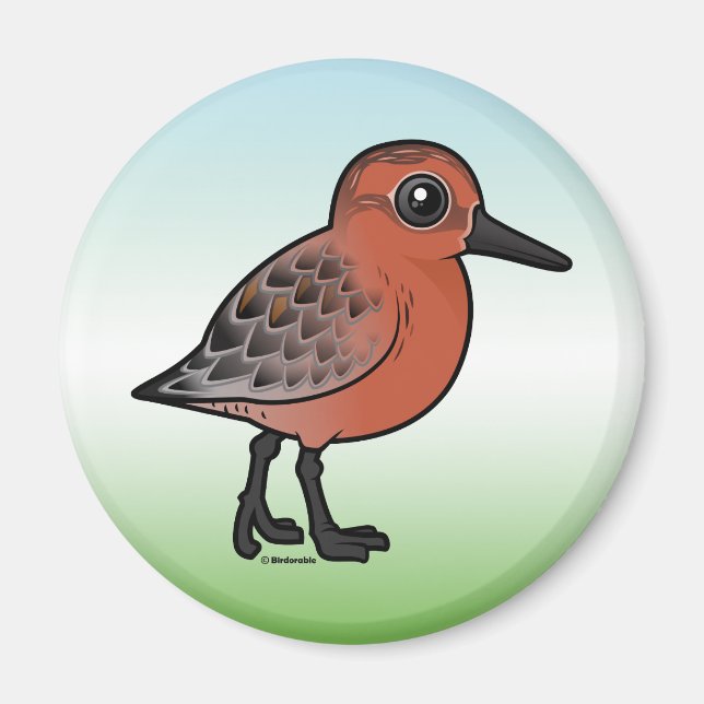 Red Knot Magnet (Framsidan)