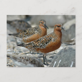 Red Knot Vykort
