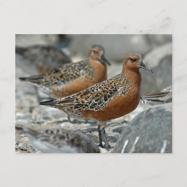 Red Knot Vykort (Framsida)