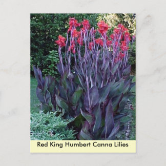 Red Kung Humbert Canna Lilies Vykort