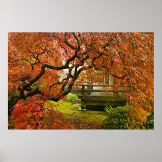 Red Laced Maple Träd på japanska Garden Poster