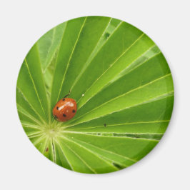 Red Ladybird på Lupin Löv Magnet