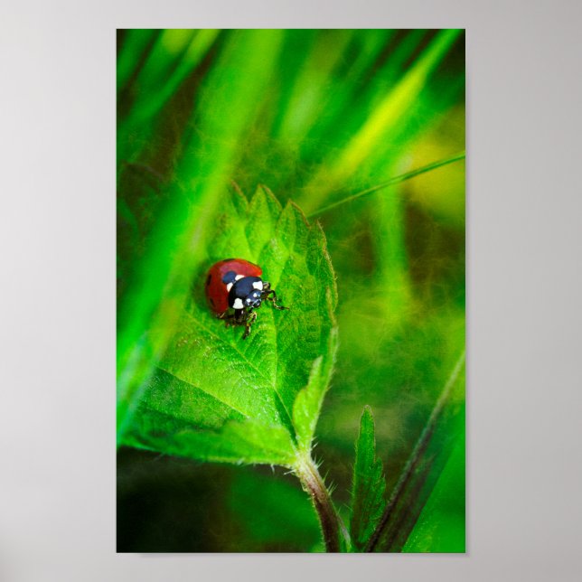 Red Ladybird Poster (Framsidan)