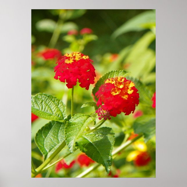 RED LANTANA Poster (Framsidan)