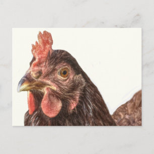 Red Lay Hen Chicken Photo Vykort