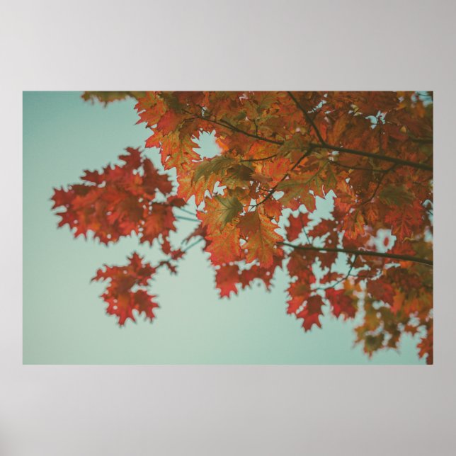 RED-LEAFED TRÄD POSTER (Framsidan)