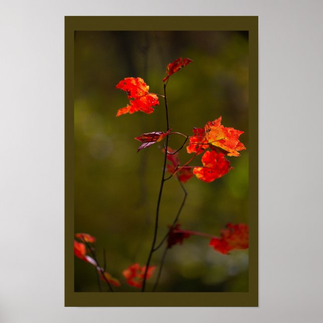 Red Leaves and Branches Poster (Framsidan)