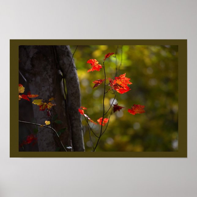 Red Leaves and Branches Poster (Framsidan)