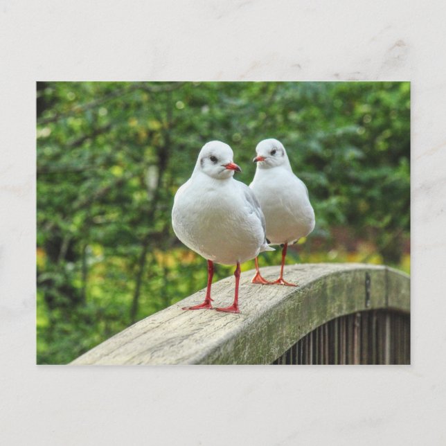 Red Leged Kittiwakes Postcard Vykort (Framsida)