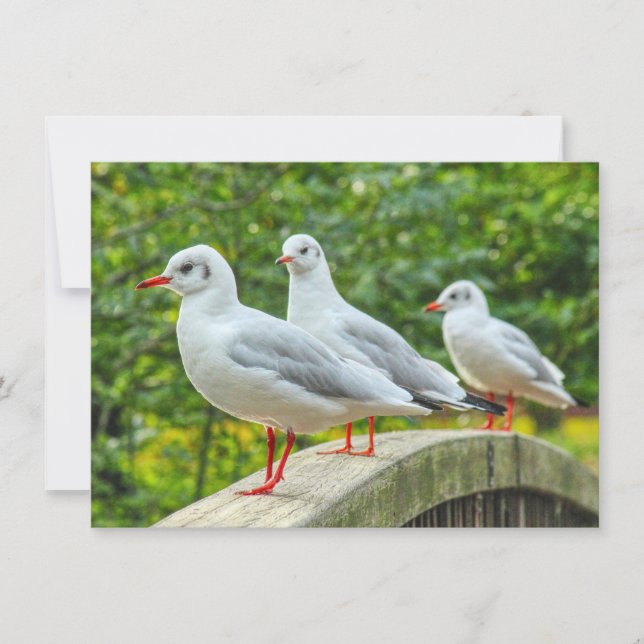 Red Legged Kittiwakes Kort (Framsida)