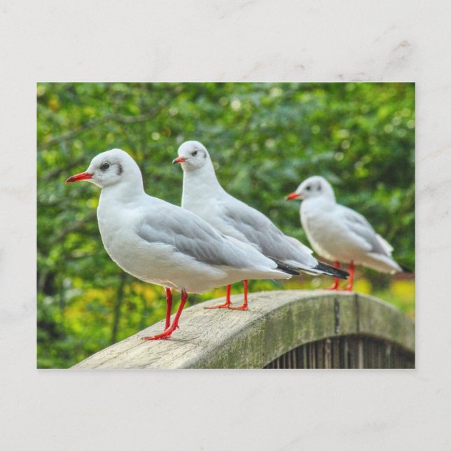 Red Legged Kittiwakes Vykort (Framsida)