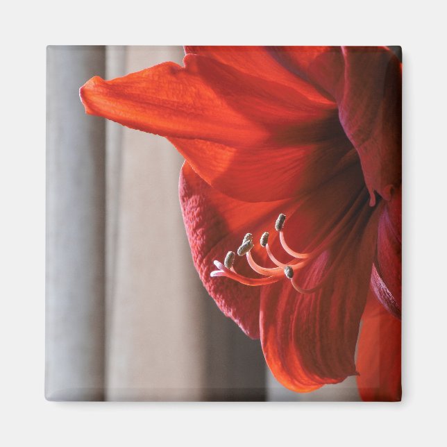 Red Lejon Amaryllis Flower Makro Photo Magnet (Framsidan)