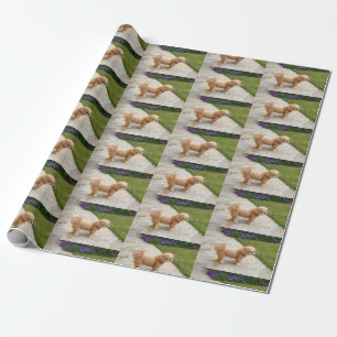 Red Lhasa Apso hund Presentpapper