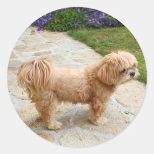 Red Lhasa Apso hund Runt Klistermärke