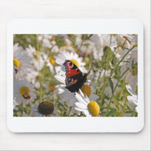 Red Lila Black Butterfly på Daisy Musmatta