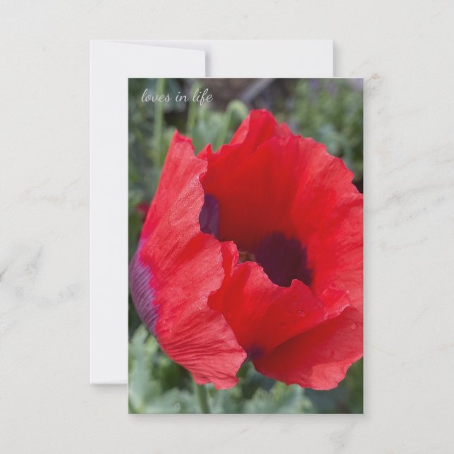 Red & Lila Opium Poppy Anteckningskort (Framsida)