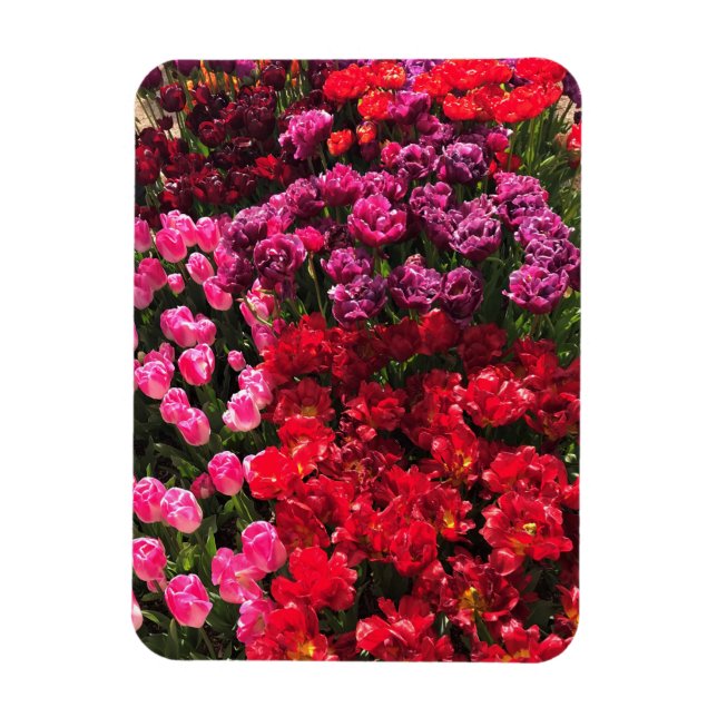 Red, Lila & Rosa Tulip Garden Bed, Oregon Magnet (Vertikal)