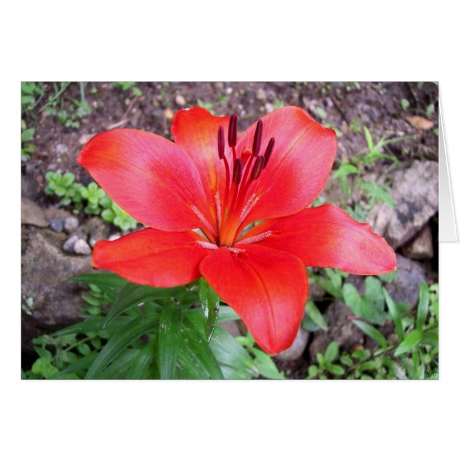 Red Lilie 1 Hälsningskort (Framsidan Horizontal)