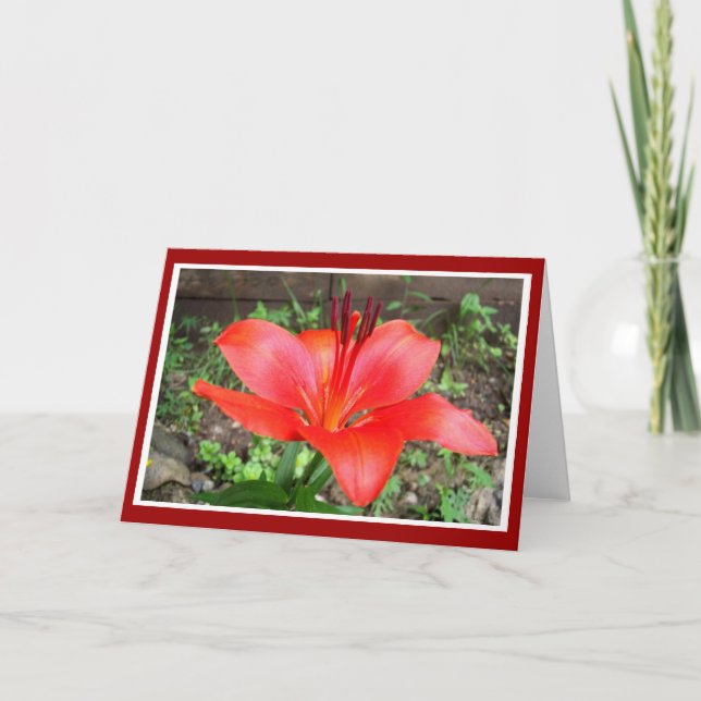 Red Lilie 1 Kort (Framsida)