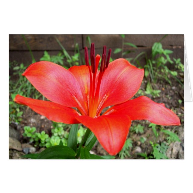 Red Lilie 2 Hälsningskort (Framsidan Horizontal)