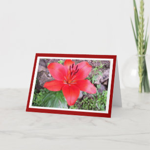 Red Lilie 2 Kort