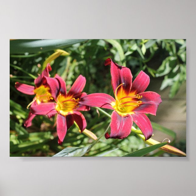 Red Lillies of Kentucky Poster (Framsidan)