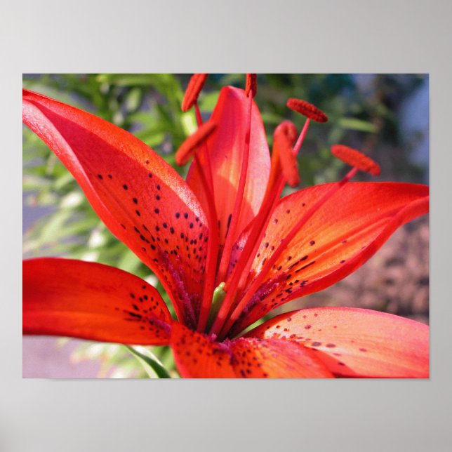 Red Lilly Kanvastryck Poster (Framsidan)