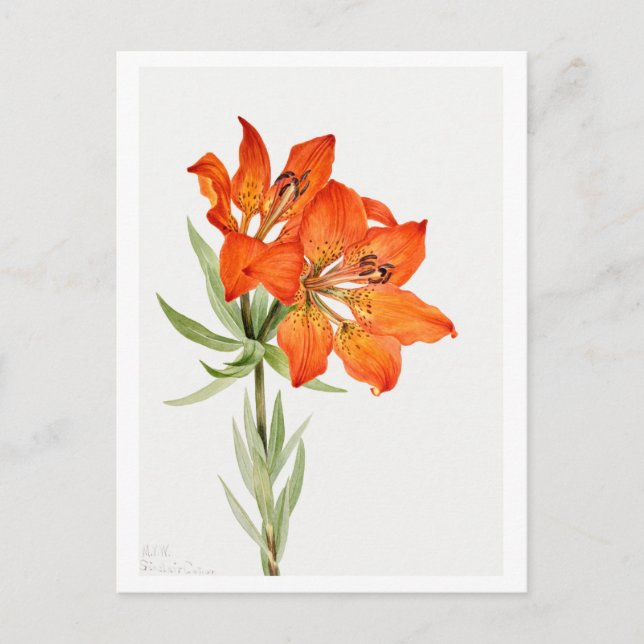 Red Lily Botanical Illustration Vykort (Framsida)