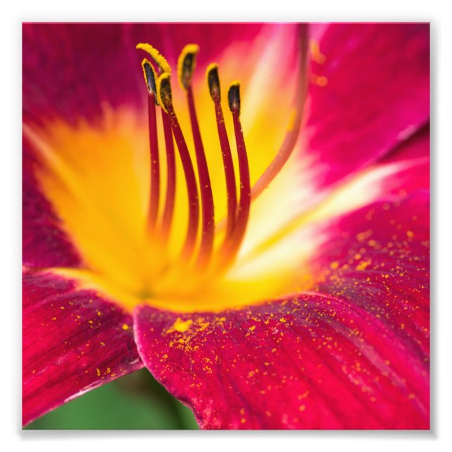 Red Lily Close Close Makro Fototryck (Framsidan)