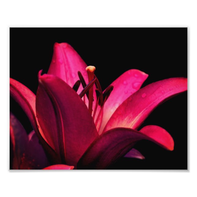 Red Lily Flower Close 8 x 10 Fototryck (Framsidan)