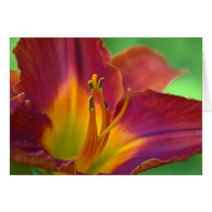 Red Lily Flower Close Note Card Hälsningskort