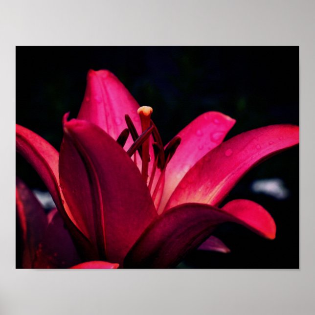 Red Lily Flower Close Up Poster (Framsidan)