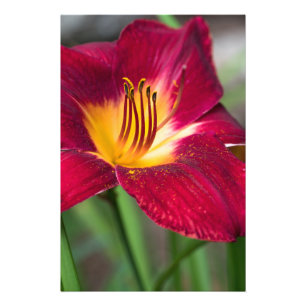 Red Lily Flower Fototryck