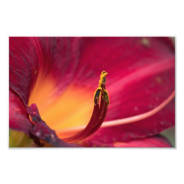 Red Lily Flower Macro Fototryck (Framsidan)