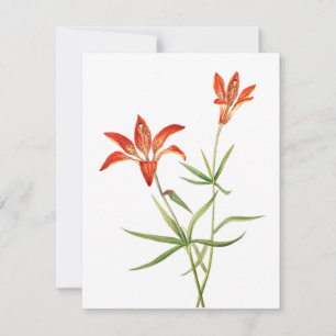 Red Lily Flowers - Vintage Botanical Art Card