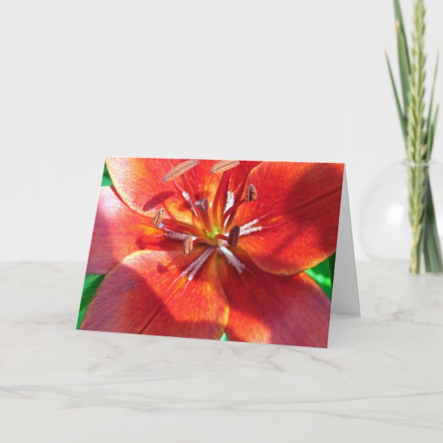 Red Lily Kort (Framsida)