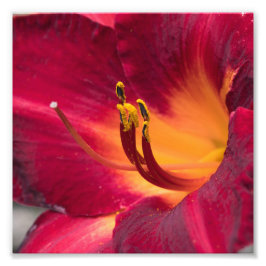 Red Lily Macro Flower Fototryck
