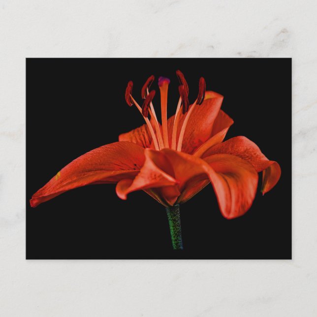 Red Lily on Black Vykort (Framsida)