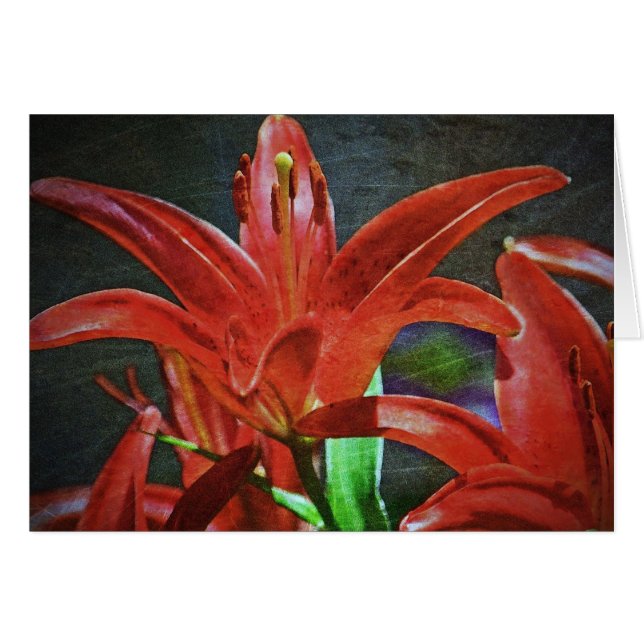 Red Lily Textured av Shirley Taylor Hälsningskort (Framsidan Horizontal)