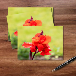 Red Lily Vykort