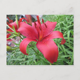 Red Lily Vykort