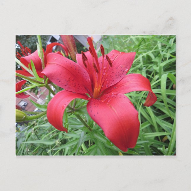 Red Lily Vykort (Framsida)
