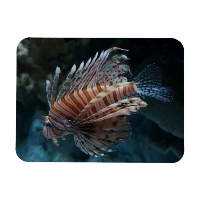 Red Lionfish Photo Magnet (Horisontell)