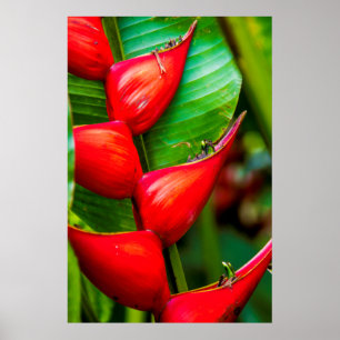 Red Lobster Klo Heliconia, Kauai, Hawaii Poster